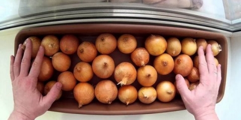 Kako natopiti luk prije sadnje